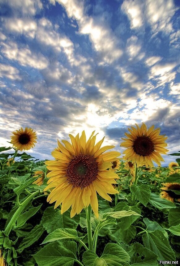 С добрым утром