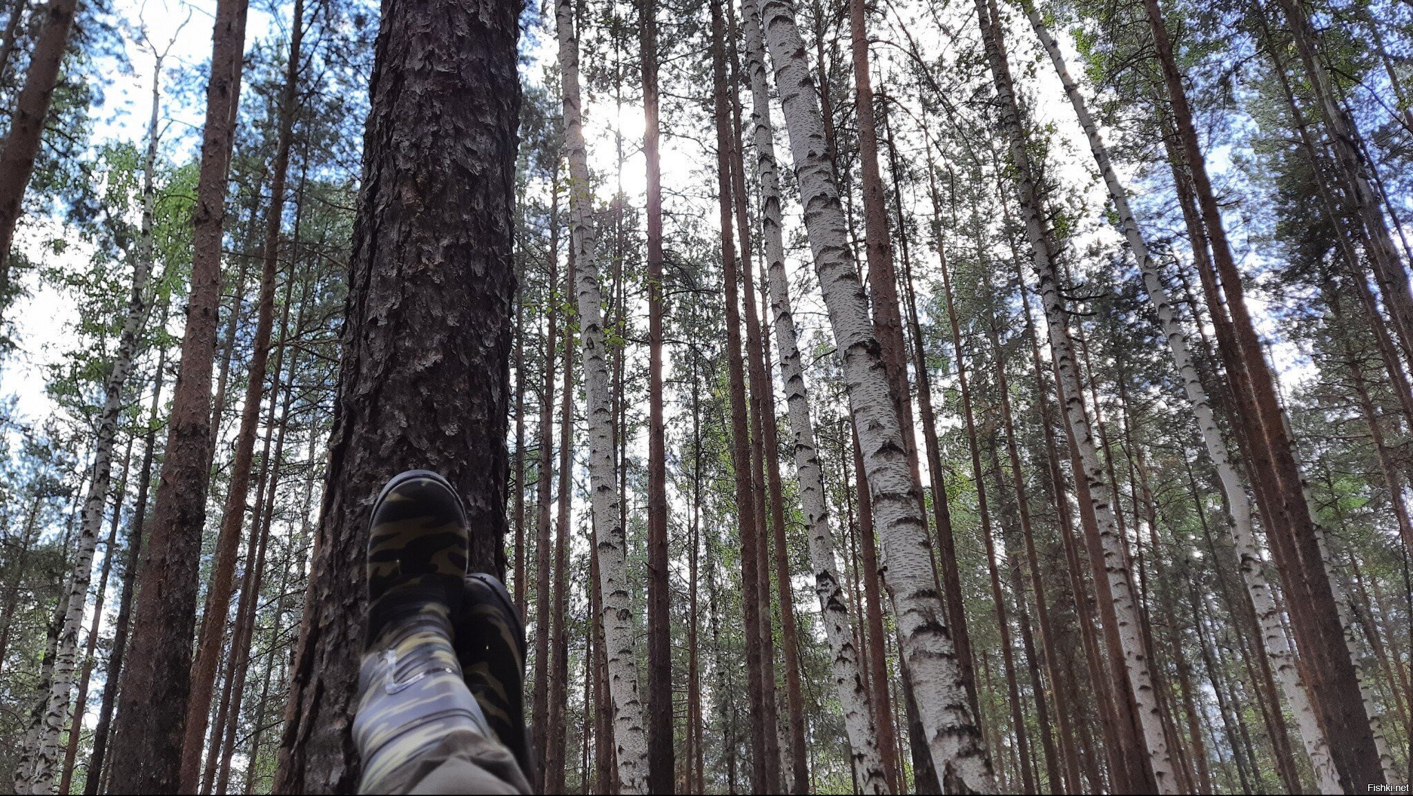 Хорошо в лесу