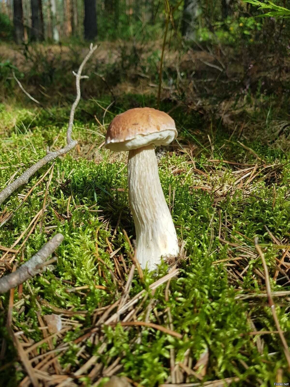 вчера, лес под Псковом, фото своё