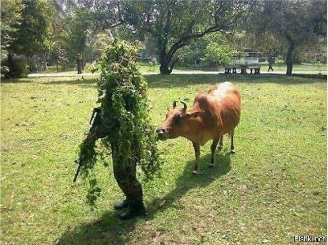 Солянка