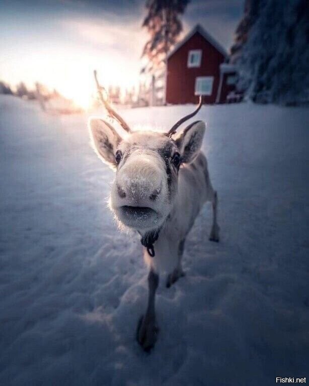 - Ягель есть