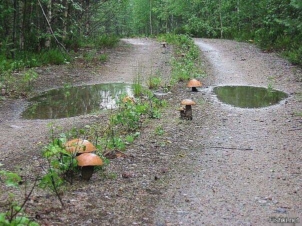 На машине не проедешь