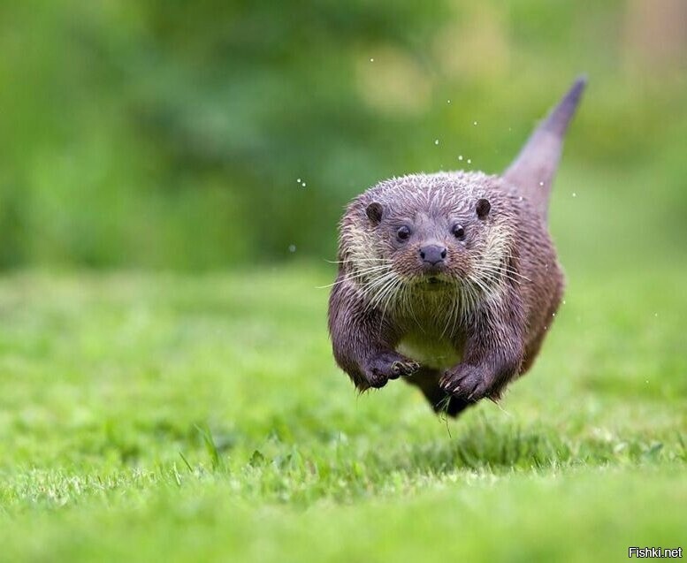 леетящей походкой