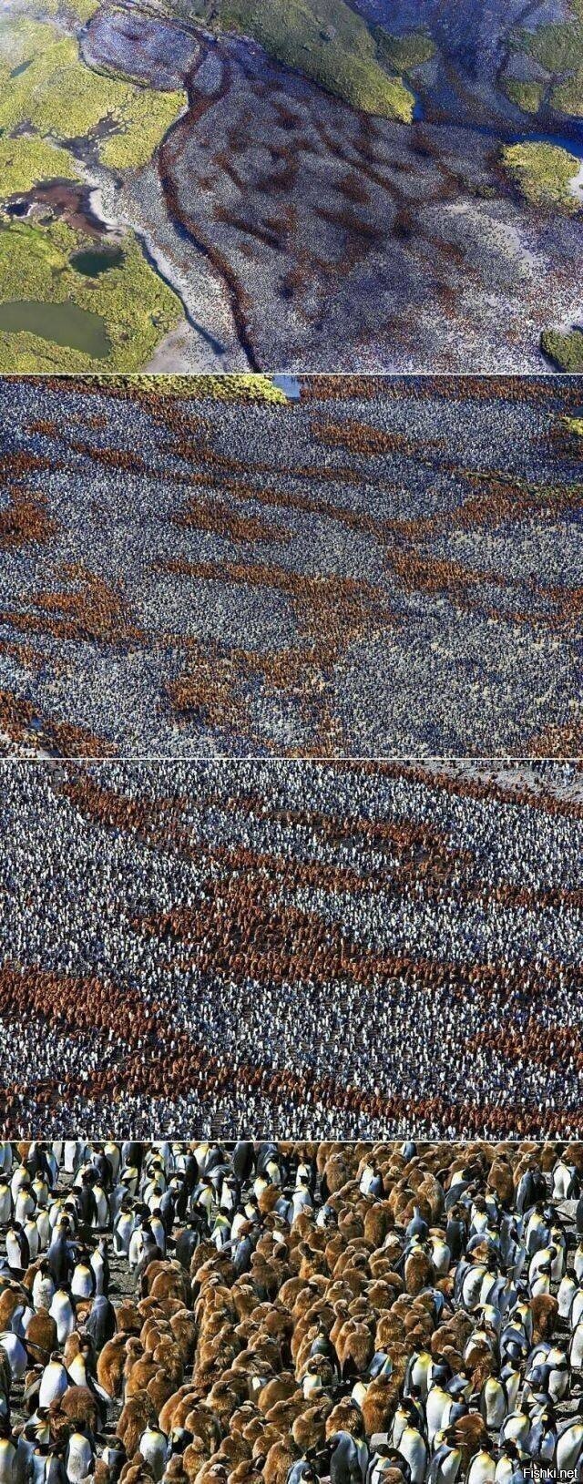 во курятник