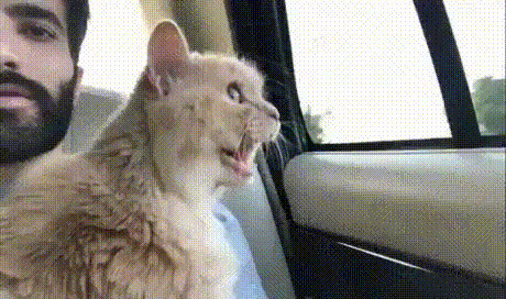 Первая поездка