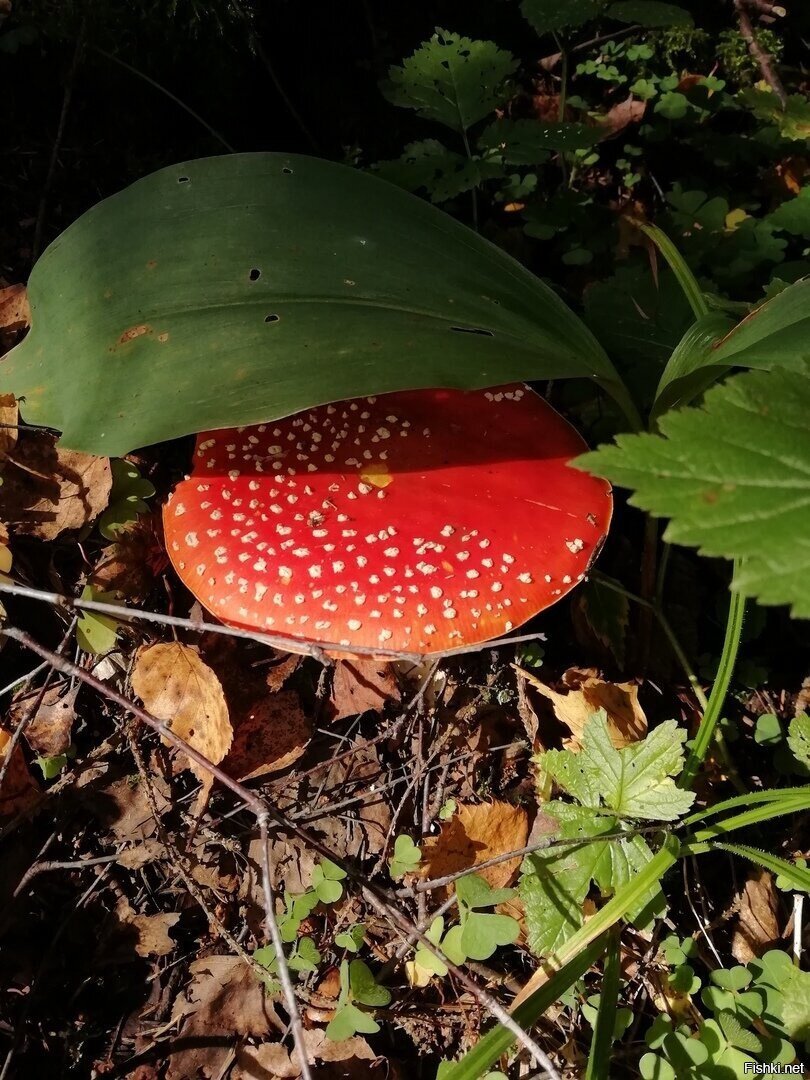 Солянка