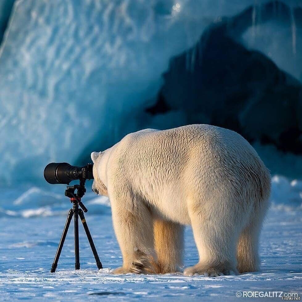 А фотографа съел