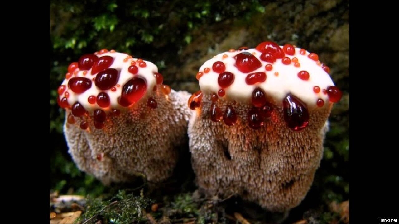 Итересно, какой у вегетарианцев ад