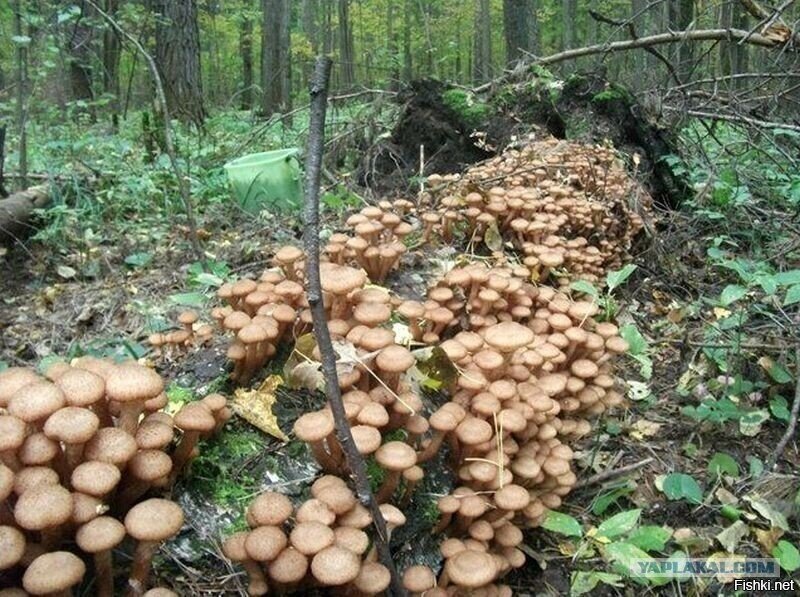 С добрым утром