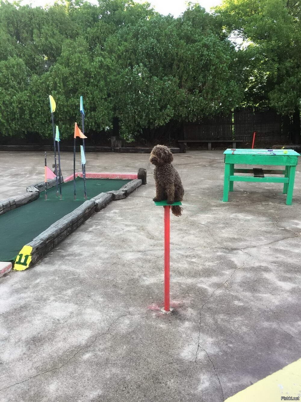Солянка