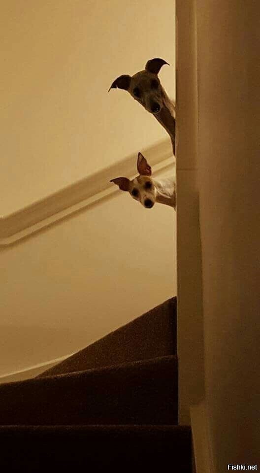..а чё это вы тут делаете?..