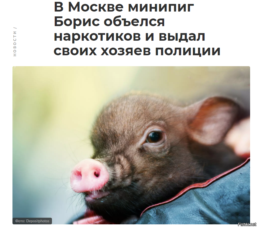 Только свинья могла так поступить