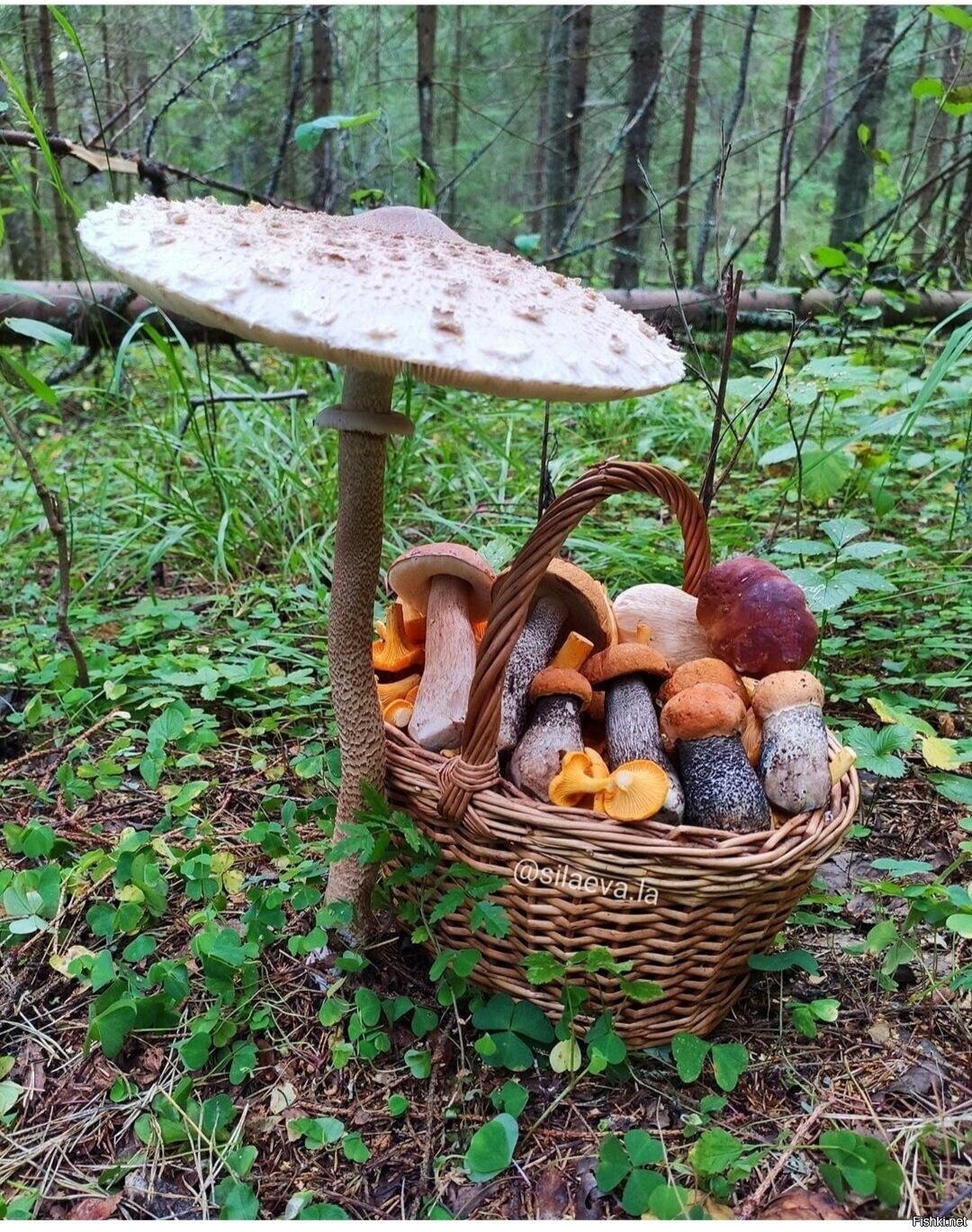 Солянка