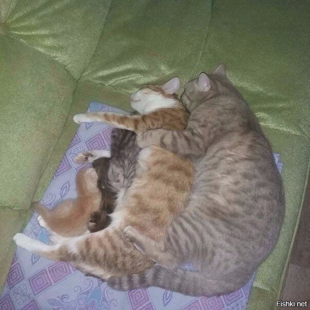 Солянка