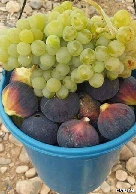 (с)