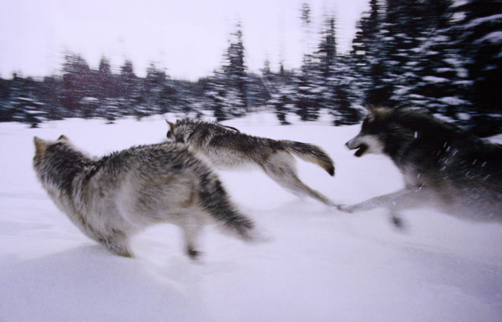 Разбор глупости из интернета: Как на самом деле передвигаются волки в стае?