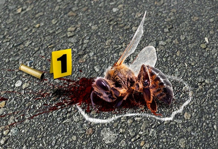 Вымирание пчёл: Миллиарды насекомых гибнут каждый год, а человечество не понимает почему. Что происходит?