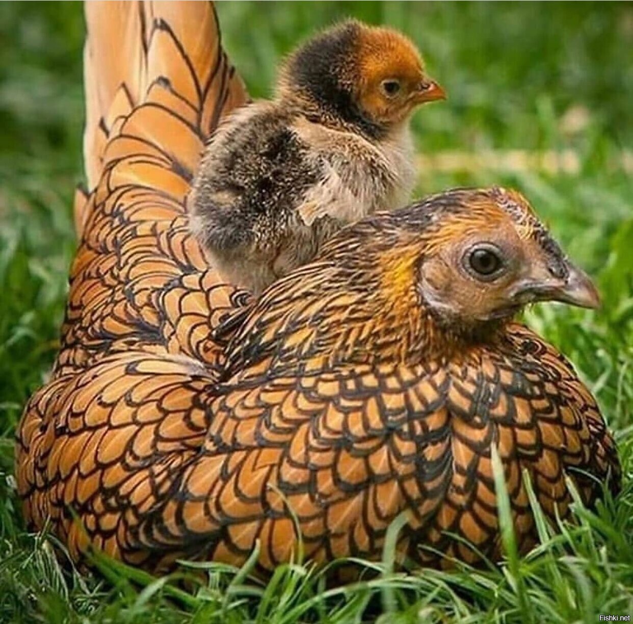 Солянка