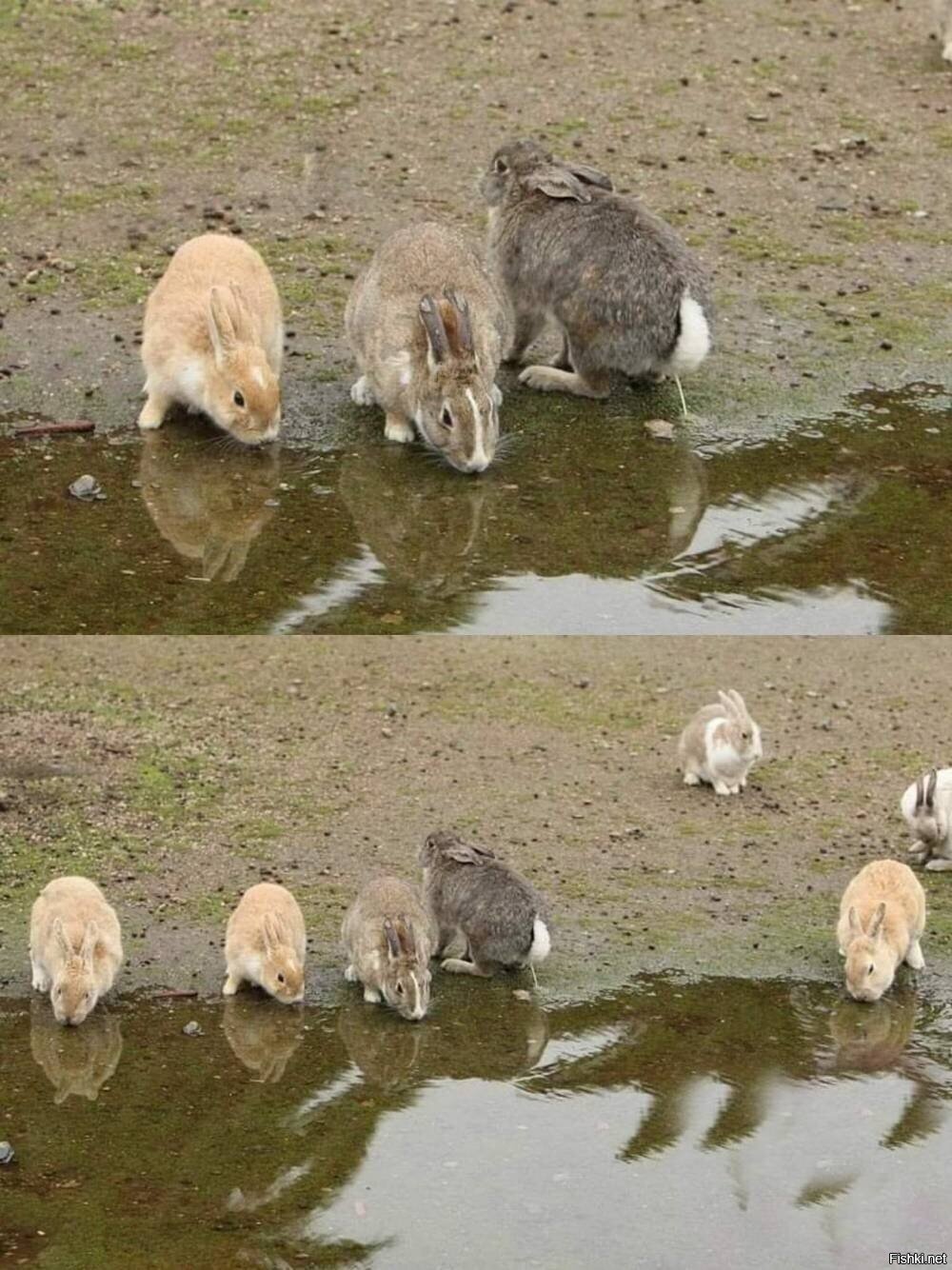 Солянка