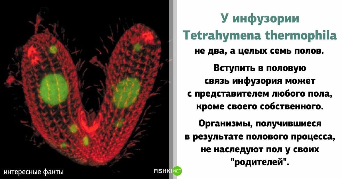 Правдивые факты, которые слишком похожи на ложь