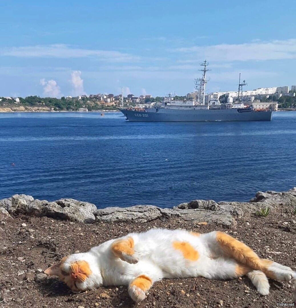 Севастопольский котик