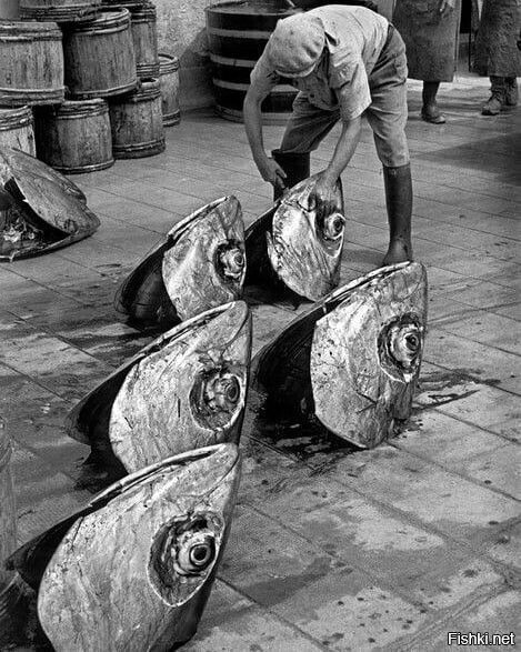 Рыбак обрабатывает головы тунца