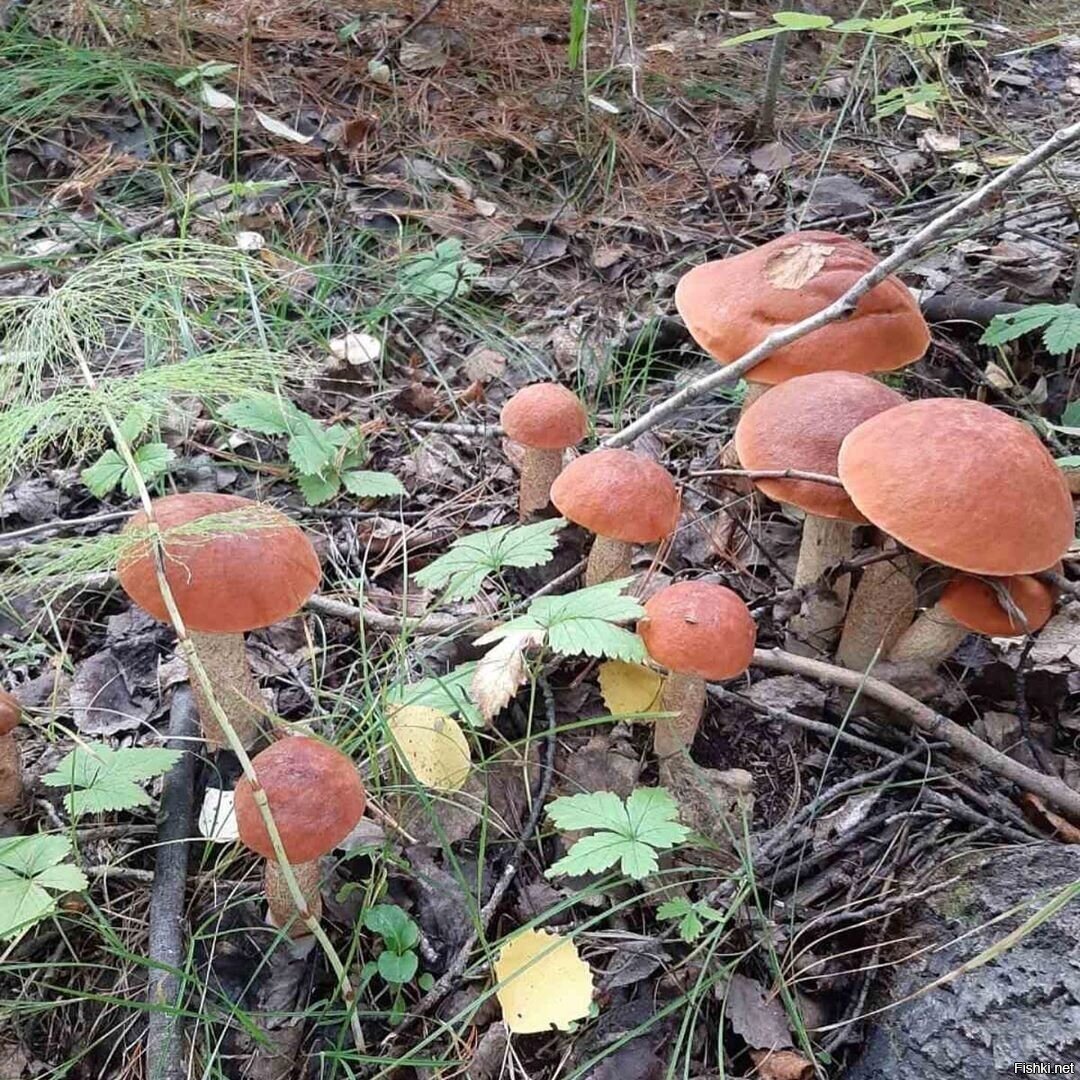 Солянка