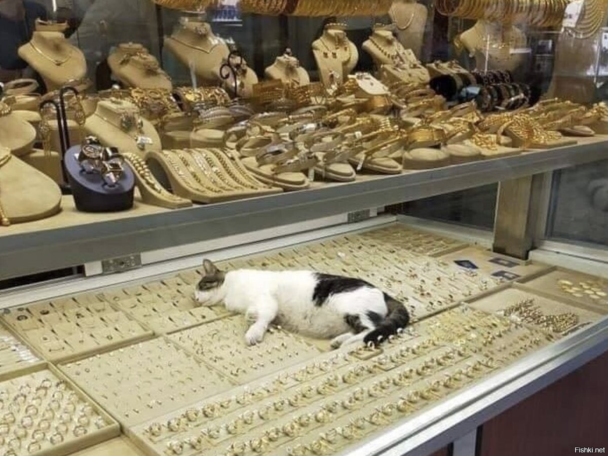 не всё золото, что блестит