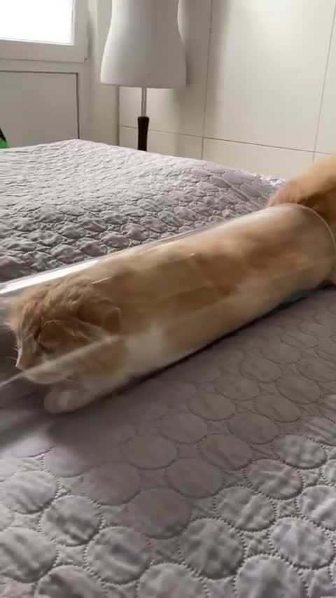 коты - это жидкость
