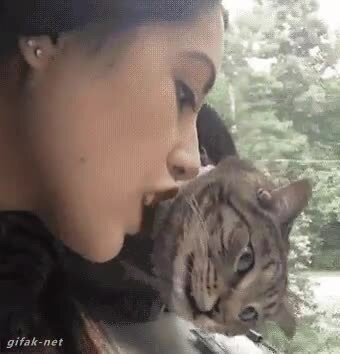 солянка: девушки и котики