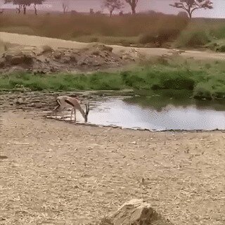 Акела промахнулся