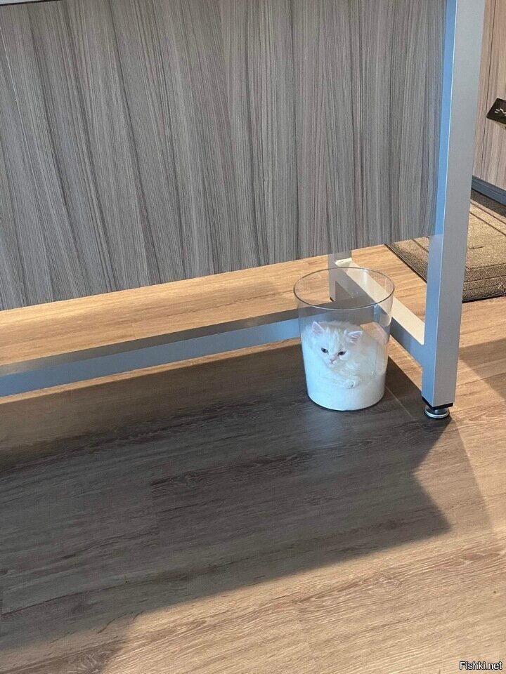 СметаКОТана