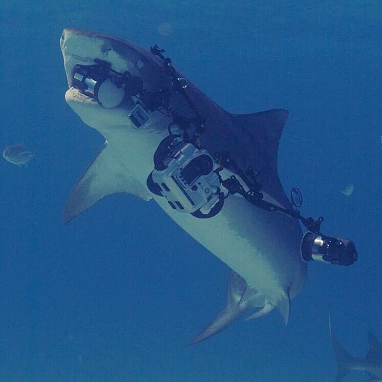 Когда вы фотографируете тигровую акулу, она уплывает с вашей камерой