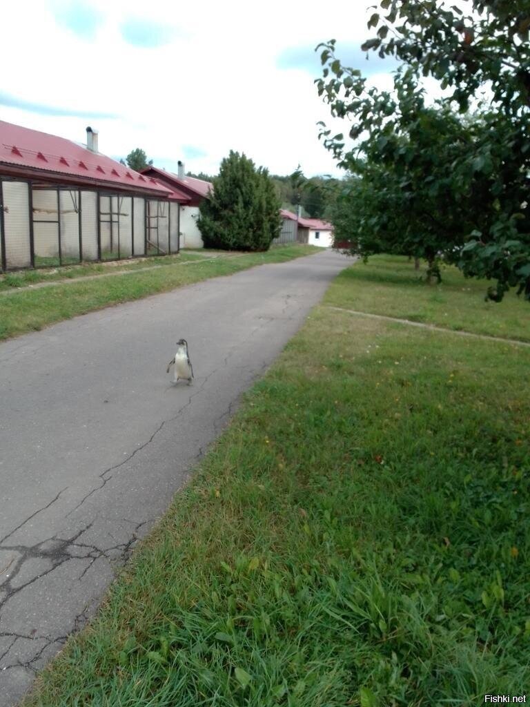 И снова встреча на дорожке  