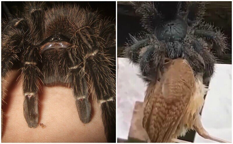 Жутковатое видео: гигантский тарантул ест птицу