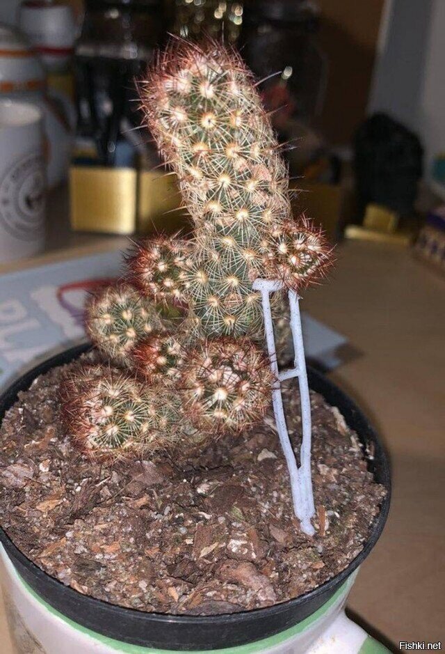 Солянка