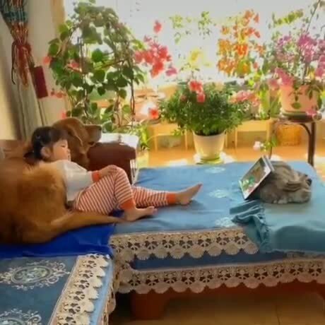 В мире животных