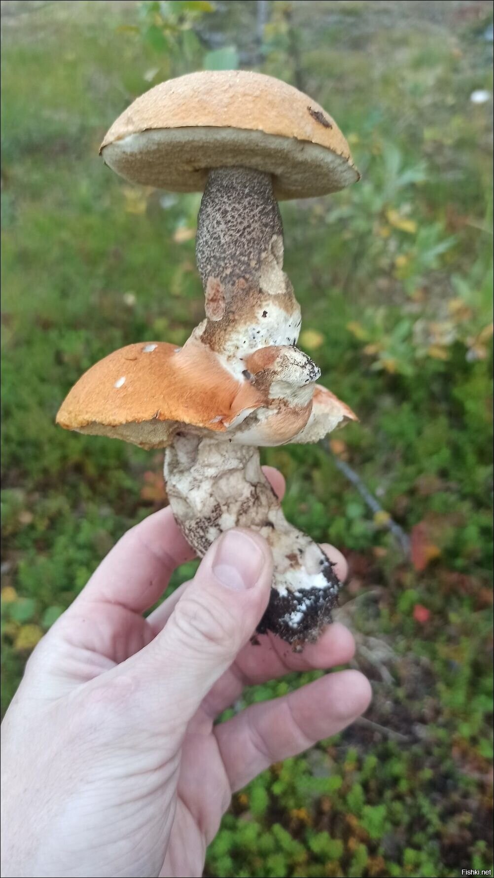 Солянка