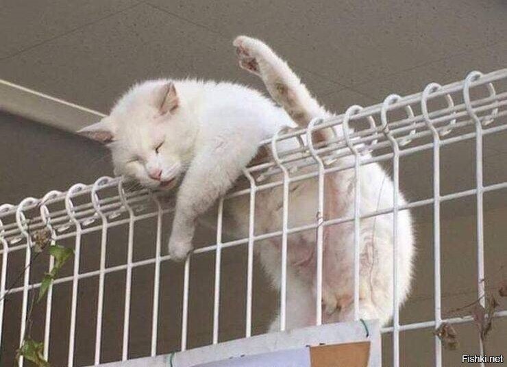 не осилил