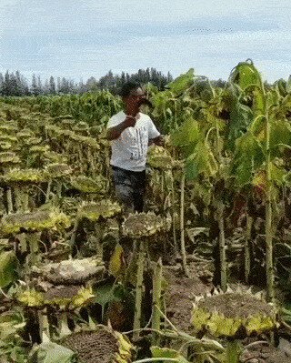 На досушку