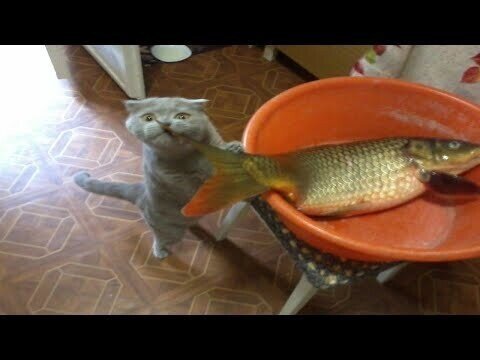 Кошка играет с искусственной рыбой