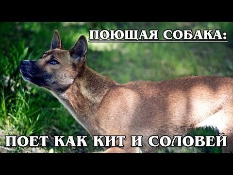 Новогвинейская поющая собака: Редкая и древняя порода диких собак – родственница динго