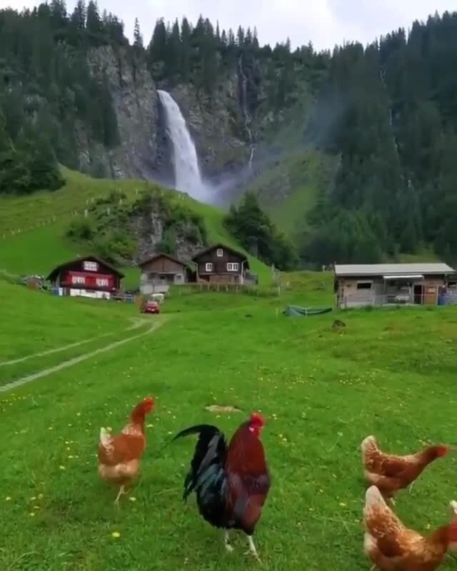 Немного цыплят в ленту