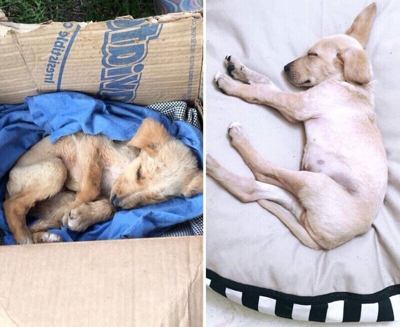 Фотографии собак до и после их спасения с улицы