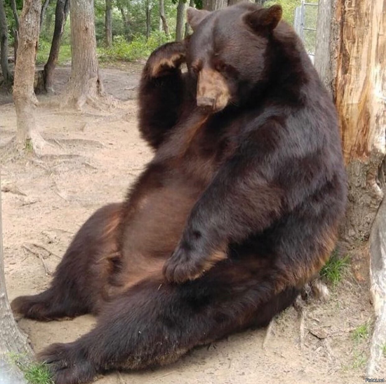 Солянка
