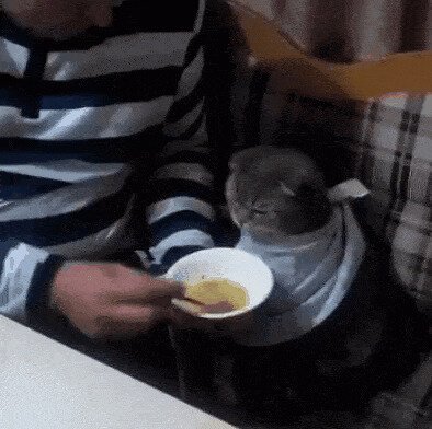 -за папу