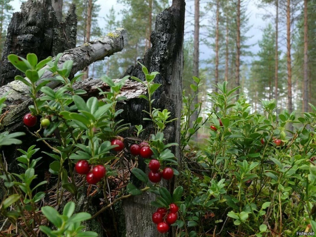Солянка