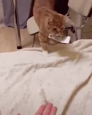 Котодоктор