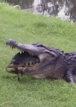 Не по зубам