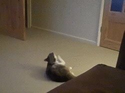 что не так с котом